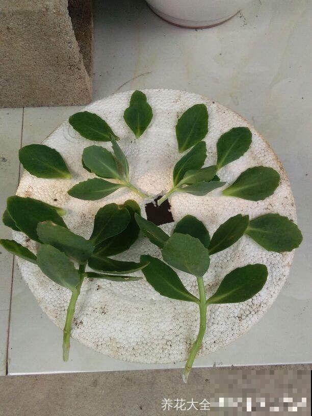 8种夏天扦插花，现在掐枝，下个月有花赏！