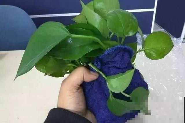 啤酒能不能浇花？这个还真不好说，要看怎么浇水！