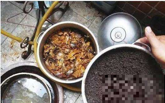 夏天吃剩的水果皮，拿来养花一级棒，叶子油亮又精神！