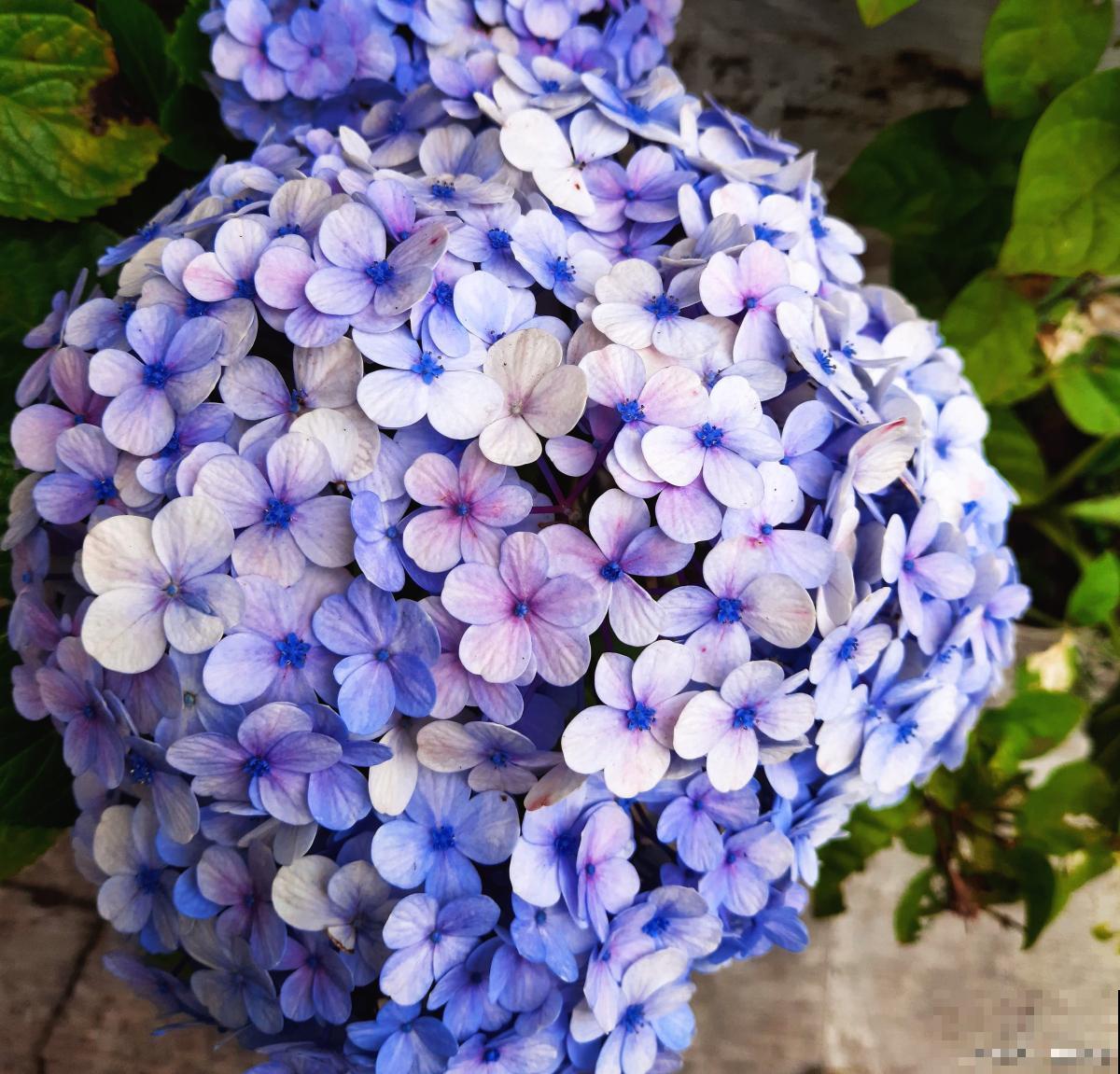 蓝绣球花怎么养？
