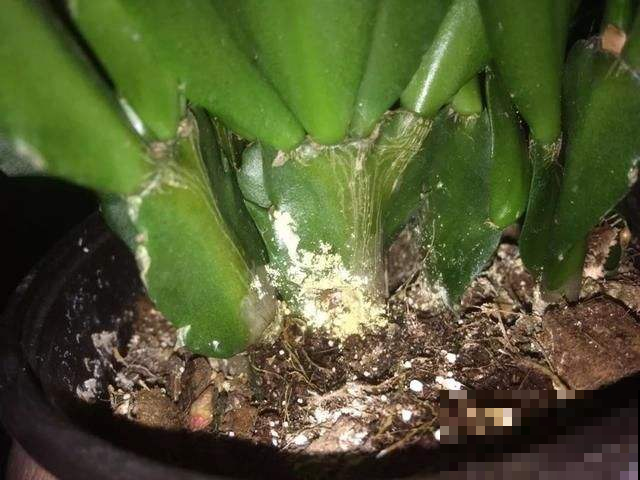 谁说夏天干燥要多浇水？这几种花稍微多浇就烂了，赶紧住手！