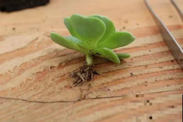 养多肉别用这种土，小心3天叶子掉光，7天只剩空盆！