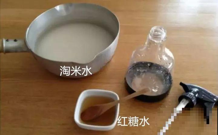 淘米水加点料，没有异味，肥效能翻10倍，养啥花都旺！