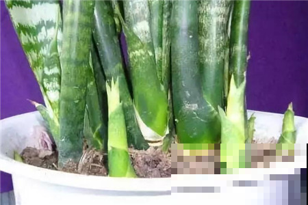 虎皮兰养不好，就因为不知道这个小机关，打开立马呼呼冒芽！