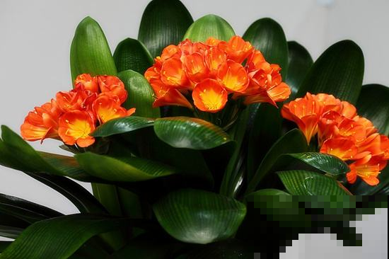 她家君子兰怎么堆满阳台？原来是用结出的果子种的，邻居羡慕死了