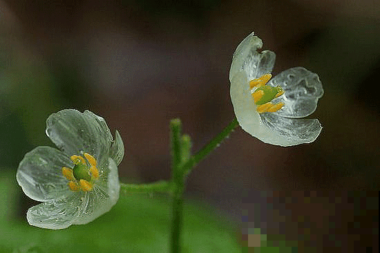 红花蓝花都养过，可你见过玻璃似的透明花吗，少有人见的森林精灵
