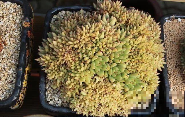 这种系列多肉，颜值高价格也贵，夏天可是“重点保护动物”！
