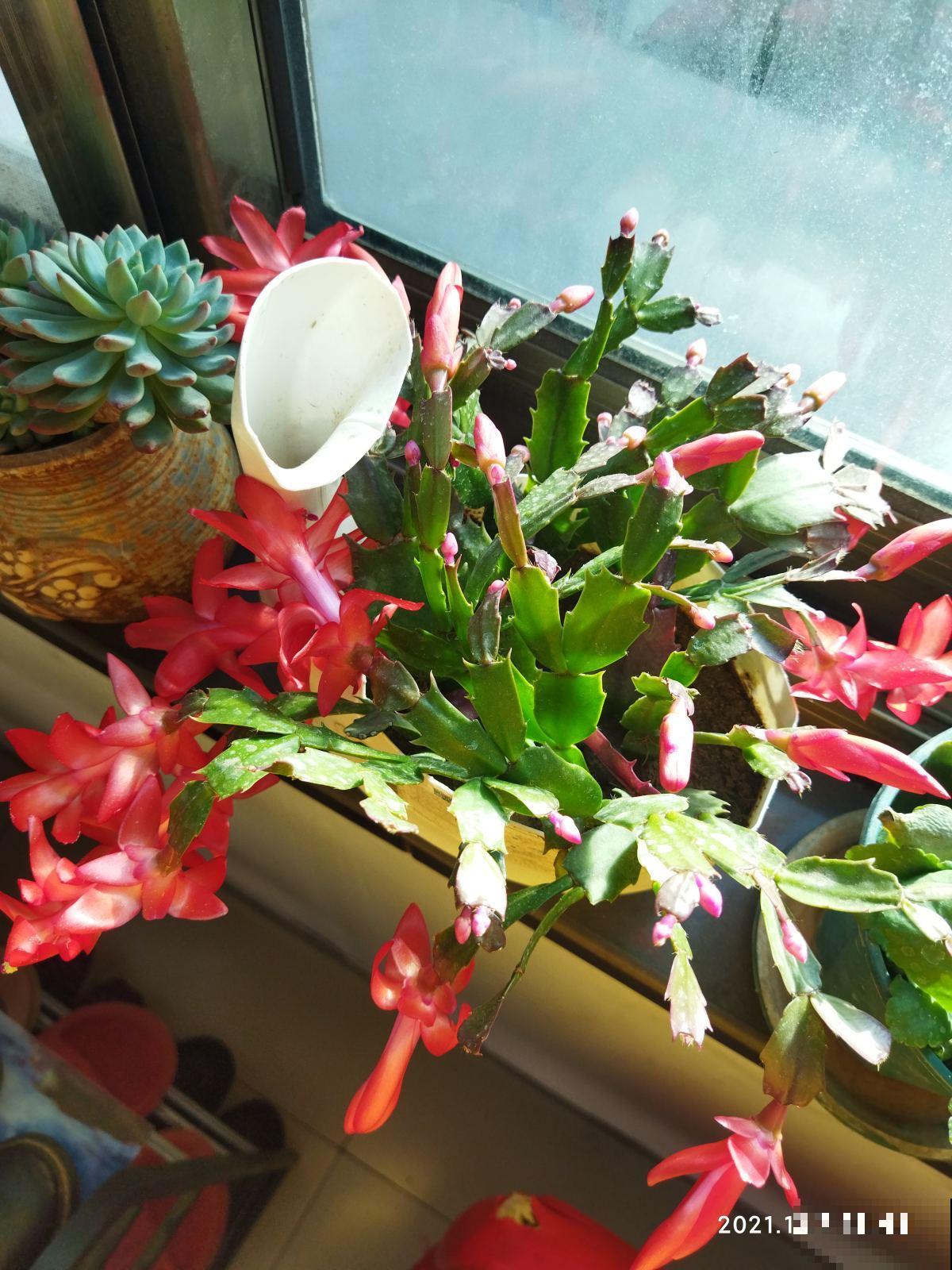 3种花一直不开花，赶紧关进“小黑屋”，光照时间越短开花越早