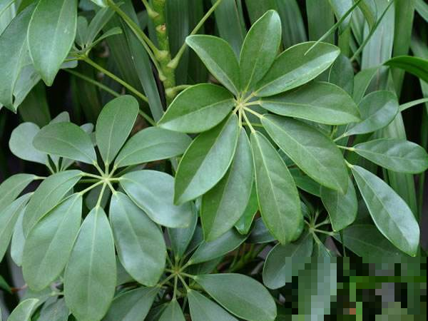 这4种花，叶子油绿还省心，越养家里空气越好！