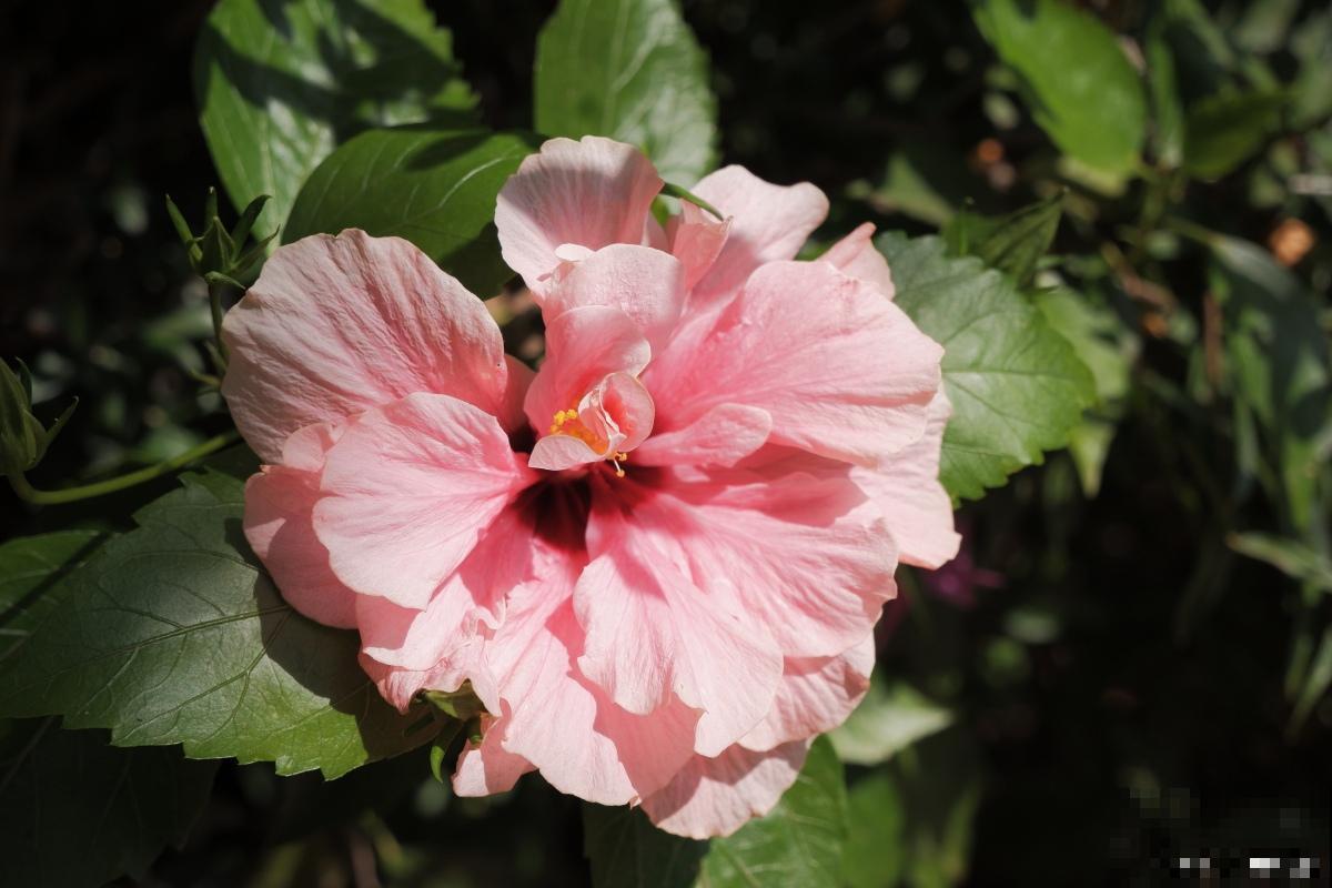 木槿花如何修剪？