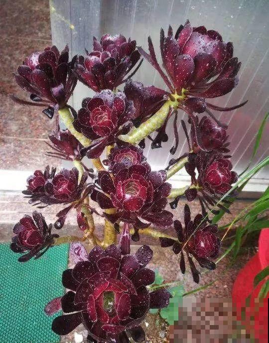 夏天养多肉法师，就要遮阳遮雨，不然黑腐烂根有你愁的！