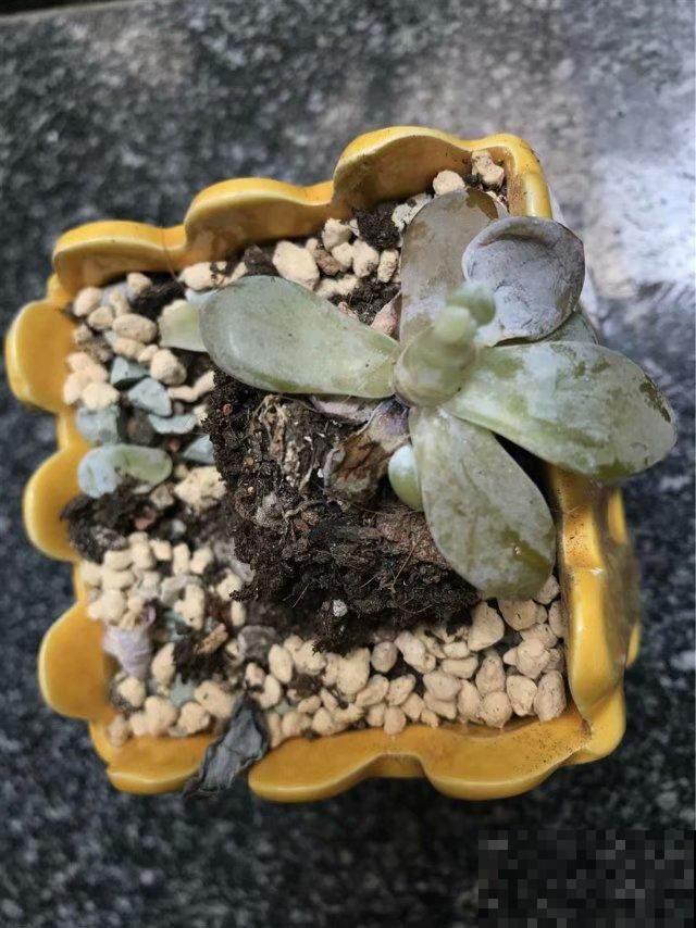 多肉砍了一段，还能活？一头变多头，株株都爆盆！