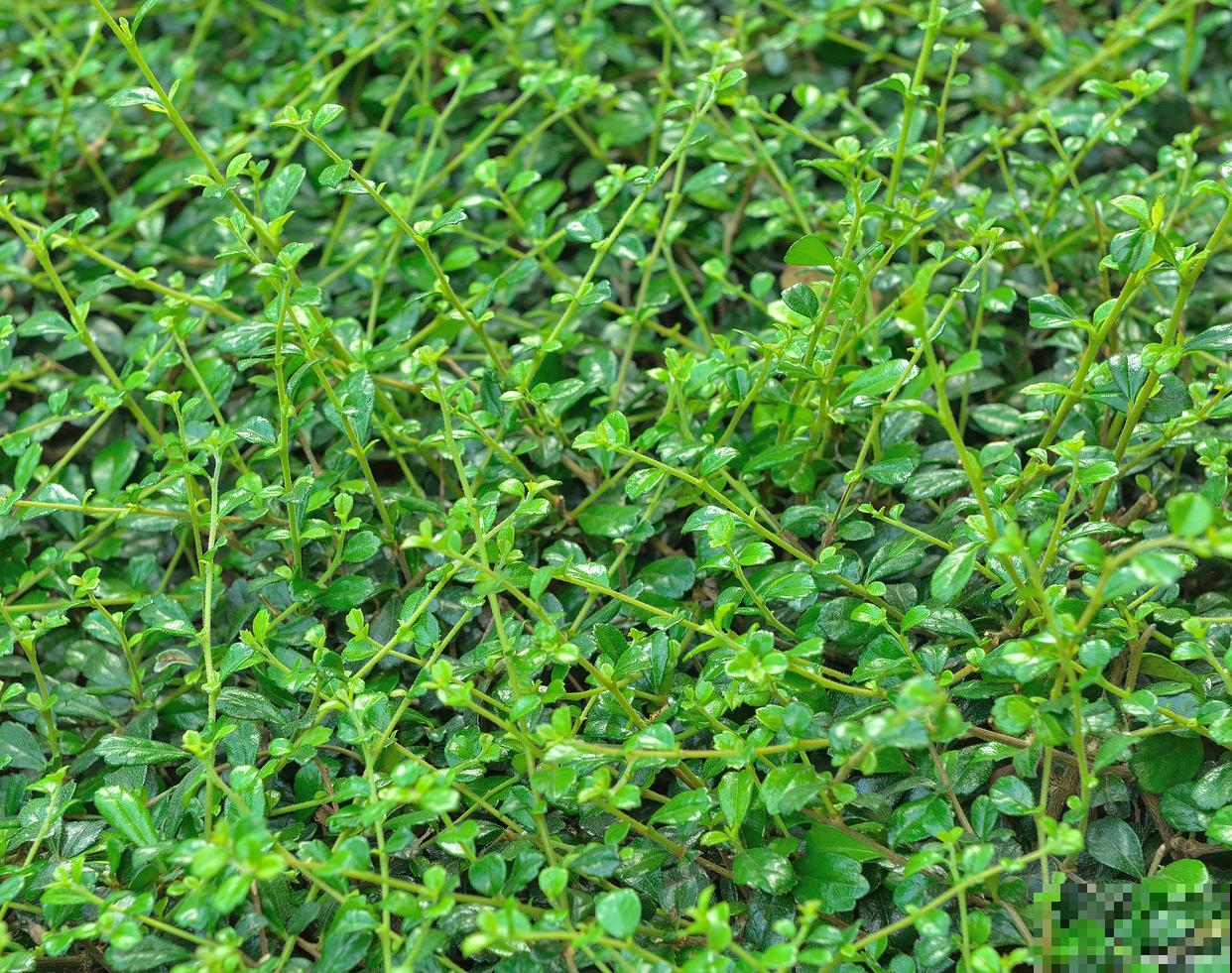 小米草种子怎样种植