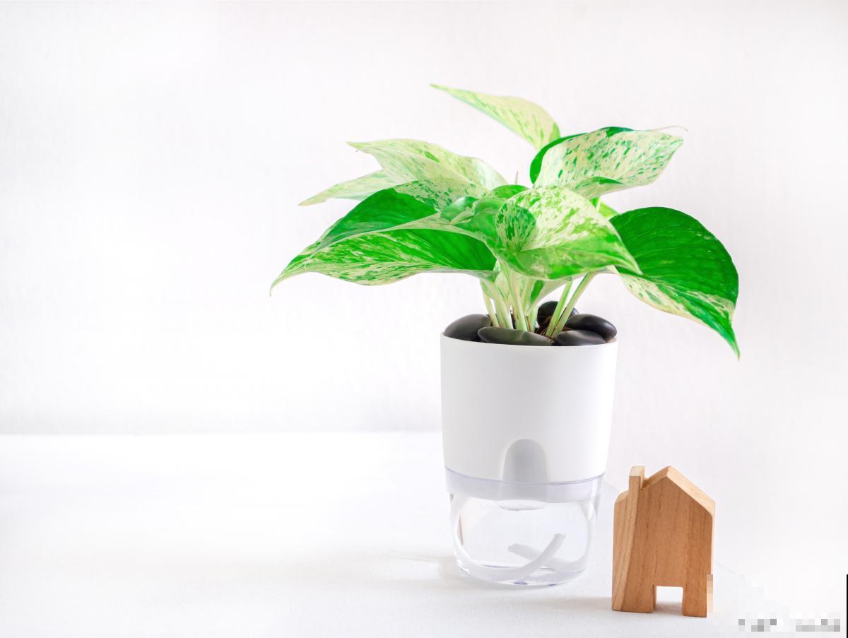 植物青苹果怎么养
