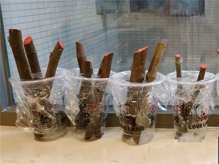 百香果、无花果，自己在家就能种，1根枝结3斤果！