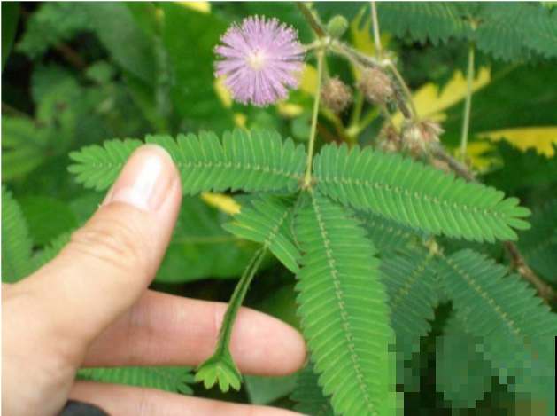 含羞草种子撒土里，一个周发芽，用点肥料就能开出小粉花！