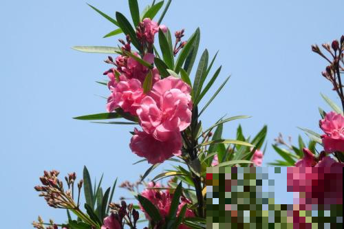 别光顾着赏花了，不小心碰到它立马浑身难受，赶紧离远点！