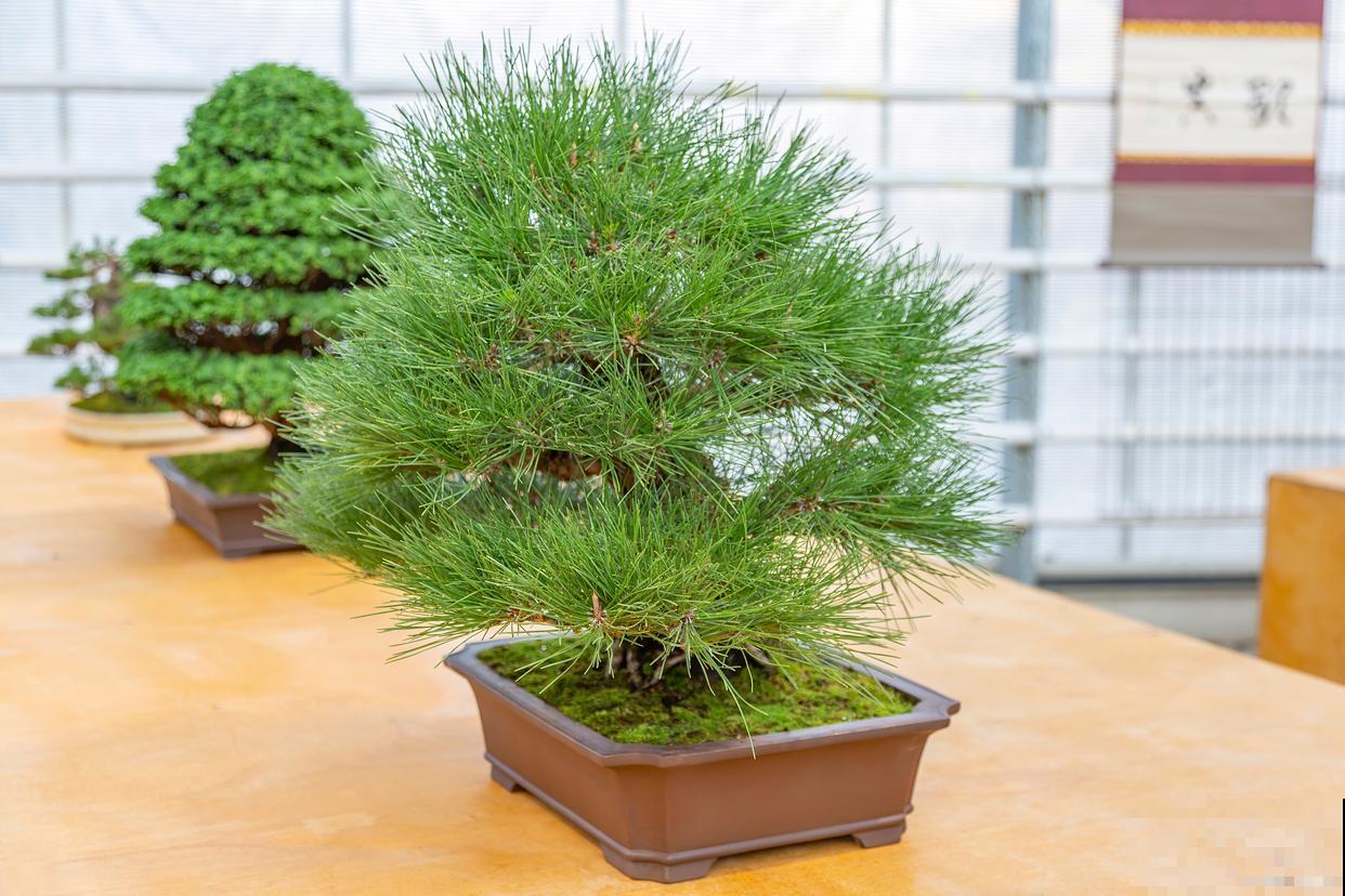 五针松叶子发黄怎么办
