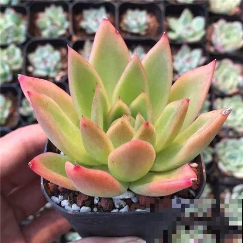 这种系列多肉，颜值高价格也贵，夏天可是“重点保护动物”！