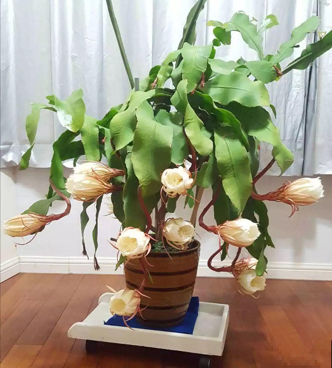 大姨家的花专挑晚上开，一次十几朵，香味一点不输茉莉！