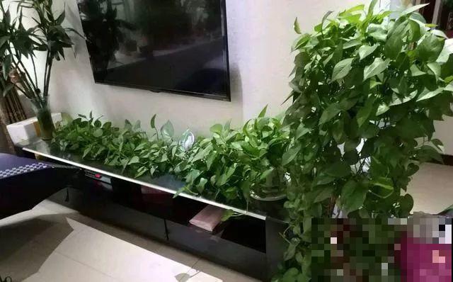 啤酒能不能浇花？这个还真不好说，要看怎么浇水！