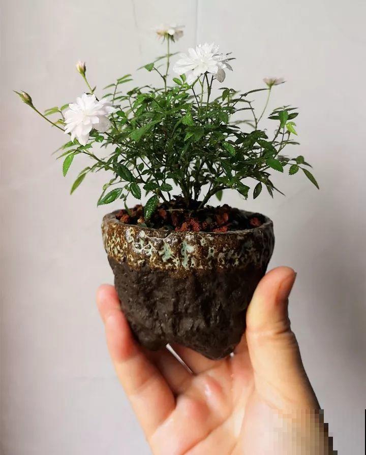 这种月季只有巴掌大小，不生虫病，最适合懒人养！