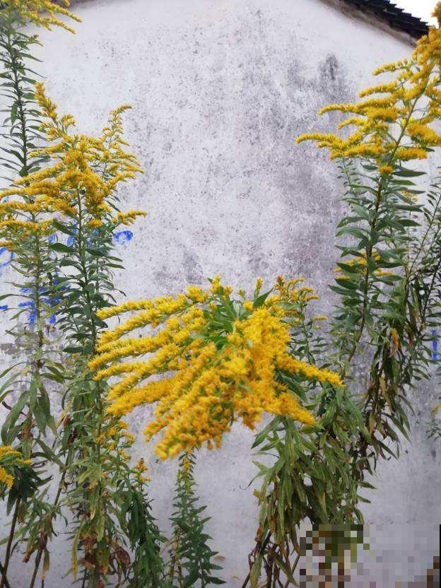 4种花，颜值高，但别随便养，否则有麻烦