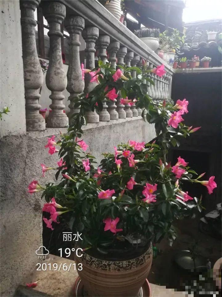这20种花，一开就是上百天，阳台一年四季有花赏！