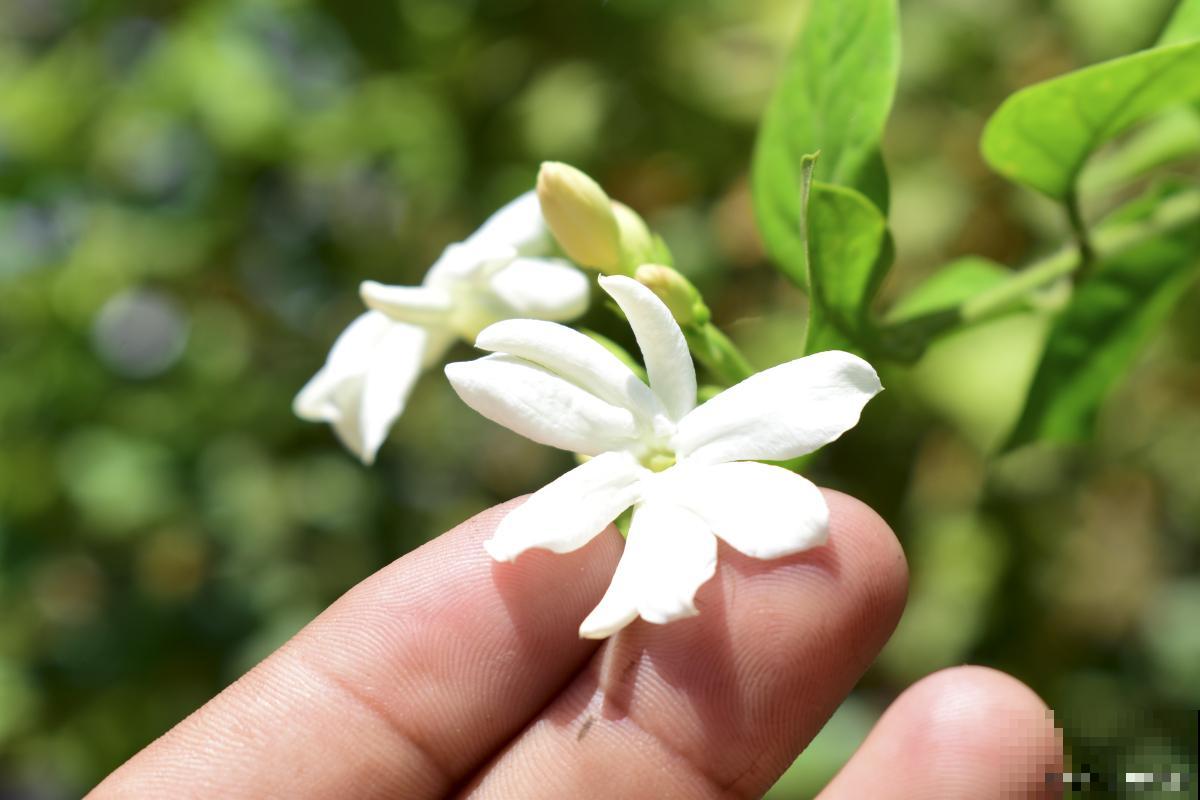 茉莉花掉叶子是怎么回事