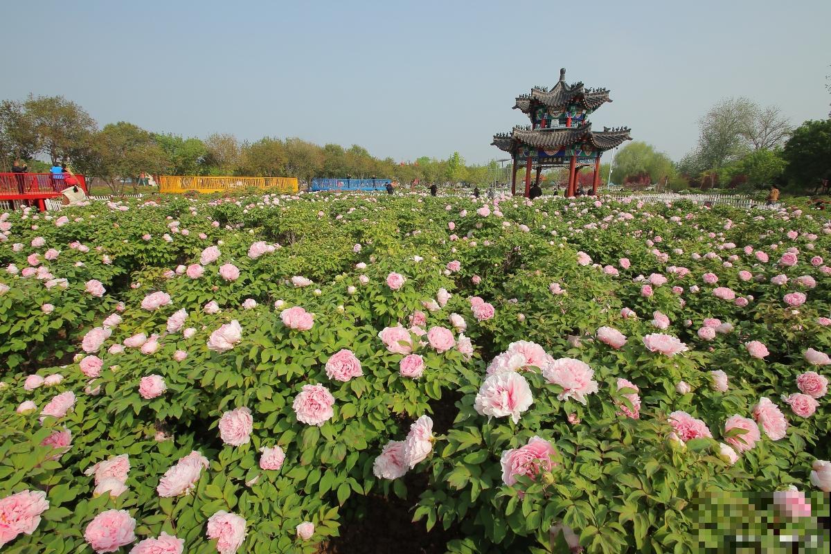 出游正值好春光，《四月份赏花指南》请查收