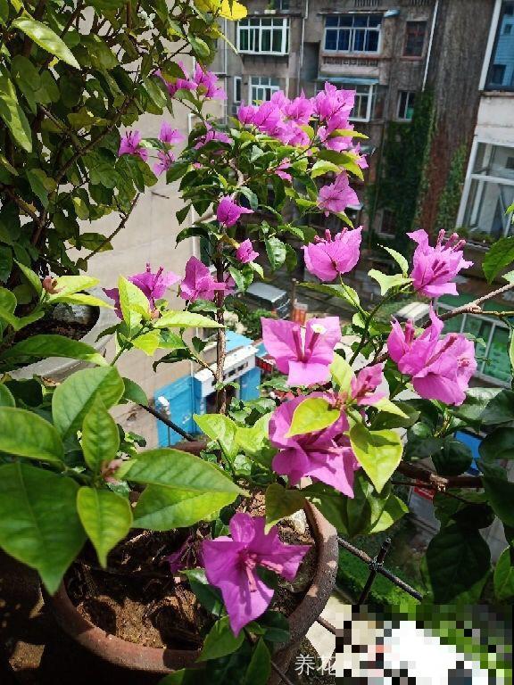 8种夏天扦插花，现在掐枝，下个月有花赏！