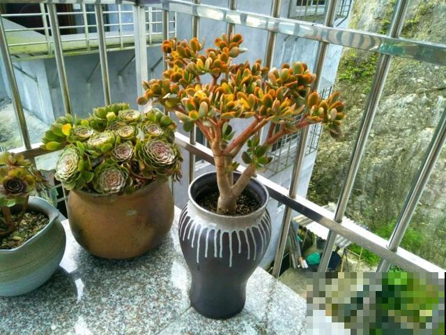 几十个高价花盆，被扔在垃圾桶旁，捡还是不捡？