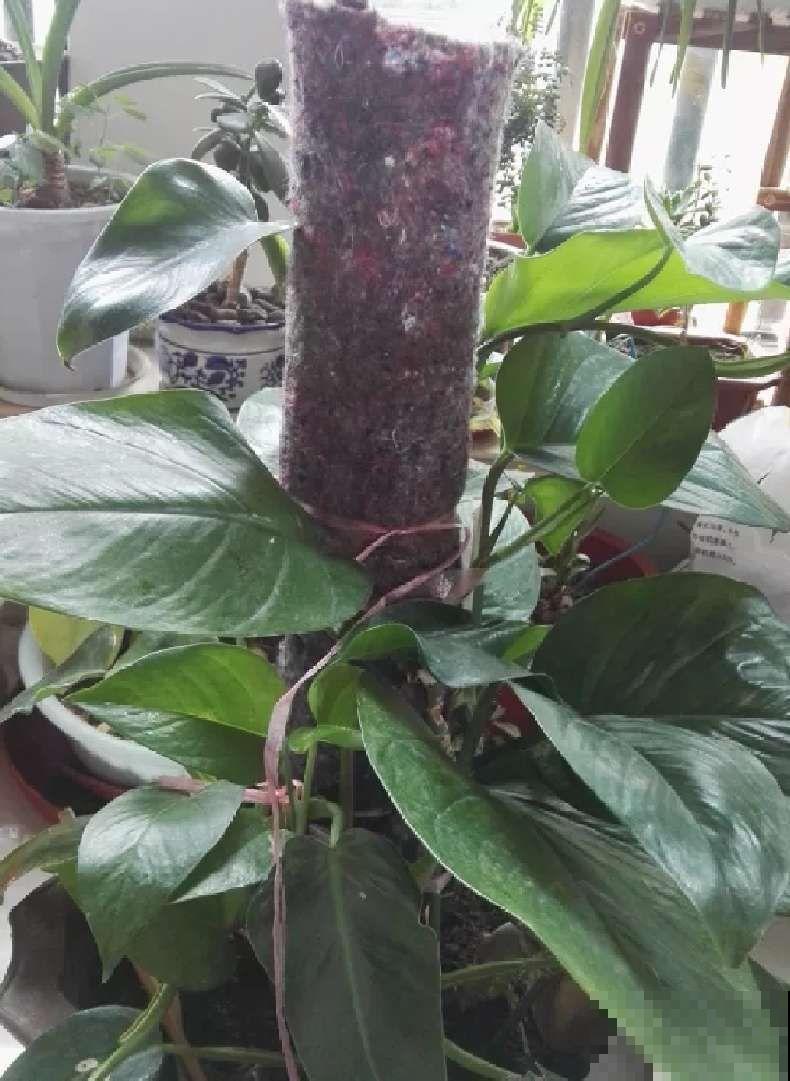 在养花人眼里，塑料瓶可是好宝贝，摇身一变成绿萝柱！