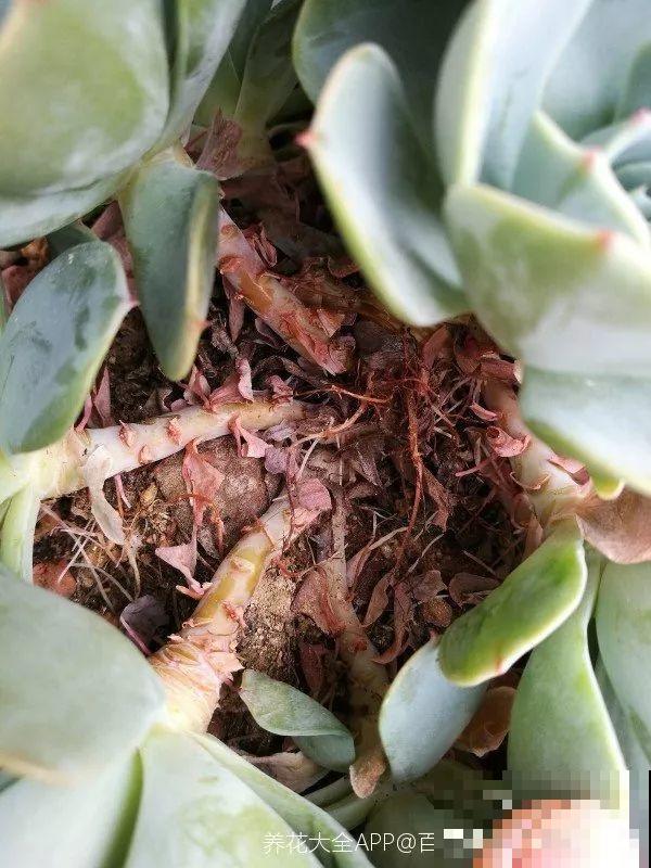 多肉长出胡须根？别急着浇水，说不定是烂根黑腐了！