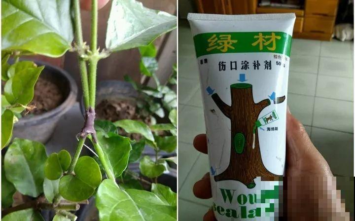 教你3种嫁接术，自己在家也能种出月季树，还能开多色！