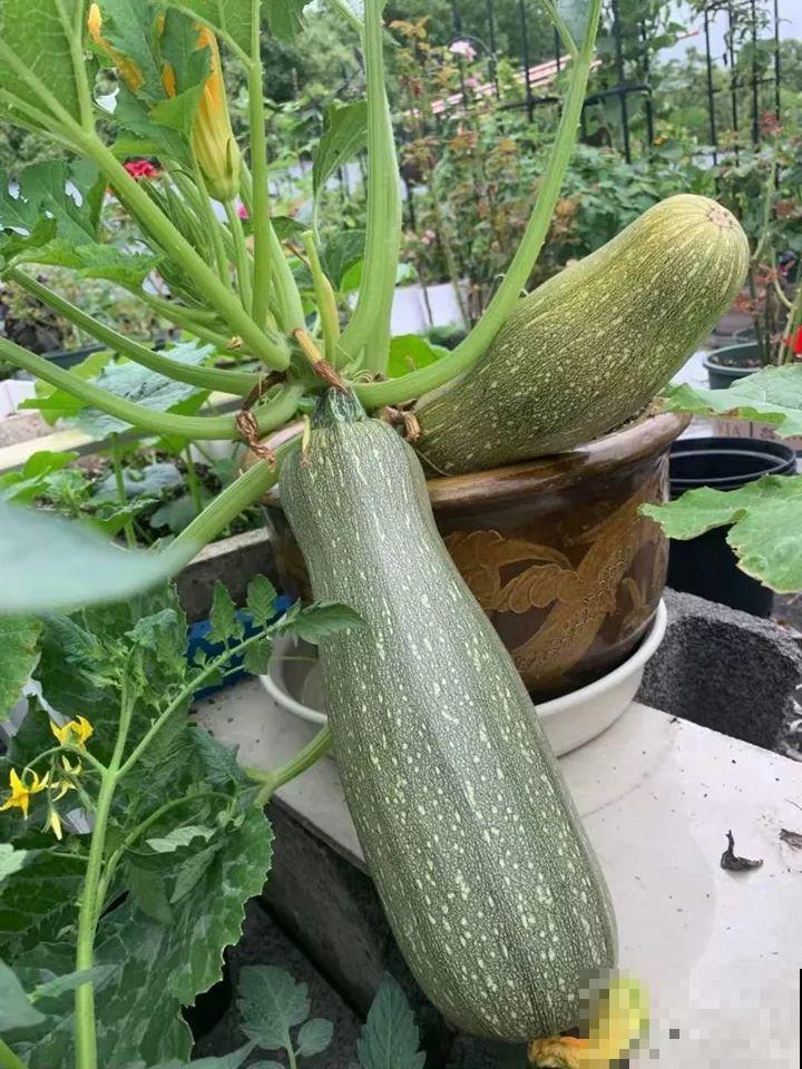 你羡慕的大片花园生活，只要努力，终归会有！