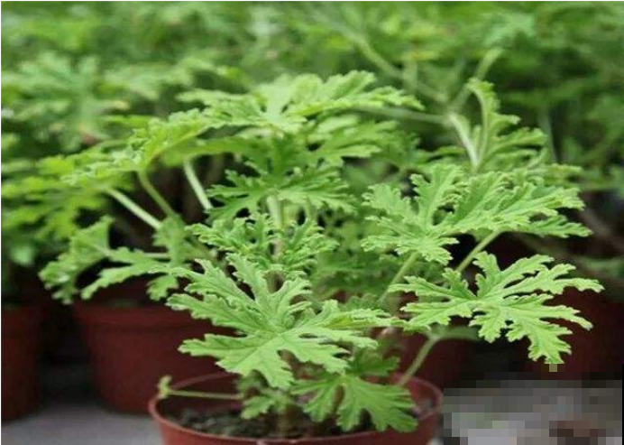 花界的“驱蚊神器 ”，就要在夏天养，连花露水都省了！