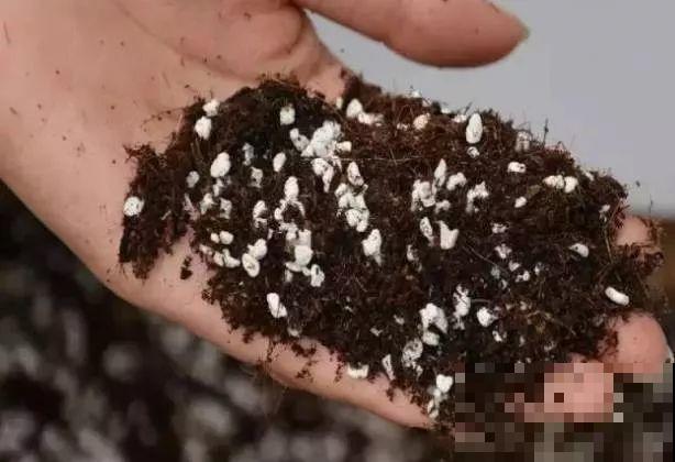 啤酒能不能浇花？这个还真不好说，要看怎么浇水！