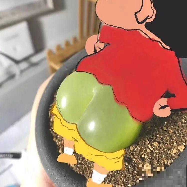 多肉养了3个月，冒出一张大红唇，莫非是要开口说话？