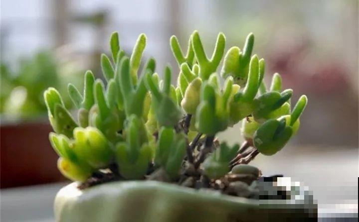 多肉养了3个月，冒出一张大红唇，莫非是要开口说话？