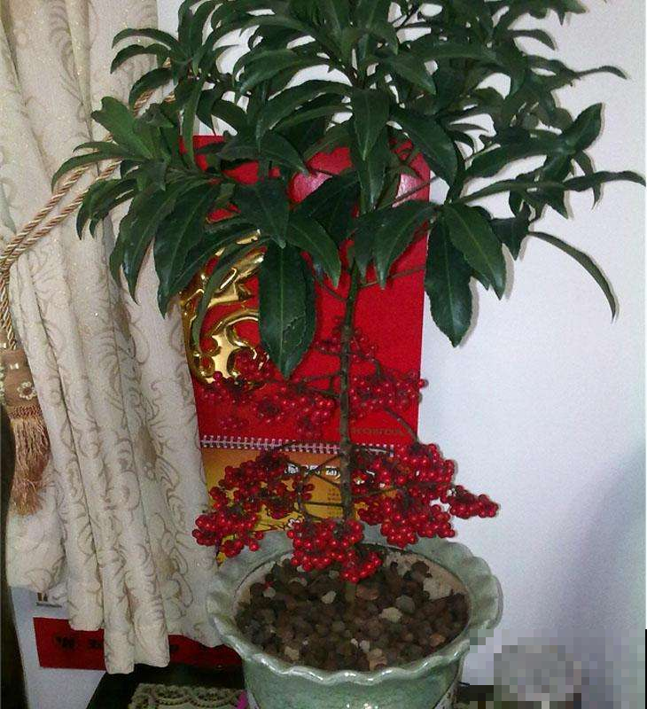 家里养盆黄金万两，红火小果子结满枝，财源滚滚来！