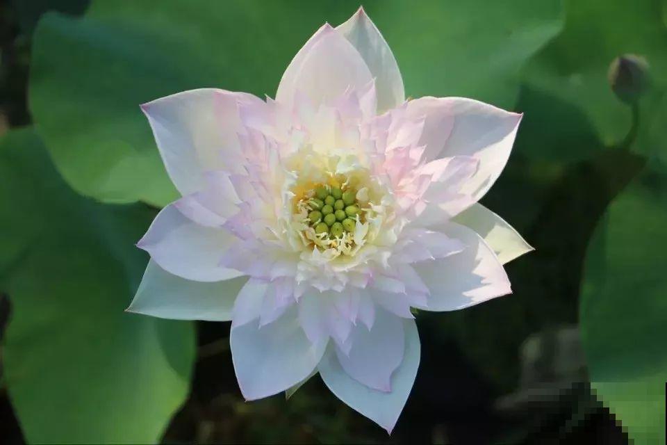 这花爱喝水，一天灌一瓢，三伏天也能开爆盆！