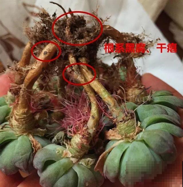 多肉长出胡须根？别急着浇水，说不定是烂根黑腐了！