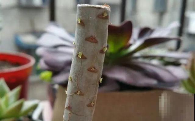 多肉砍了一段，还能活？一头变多头，株株都爆盆！