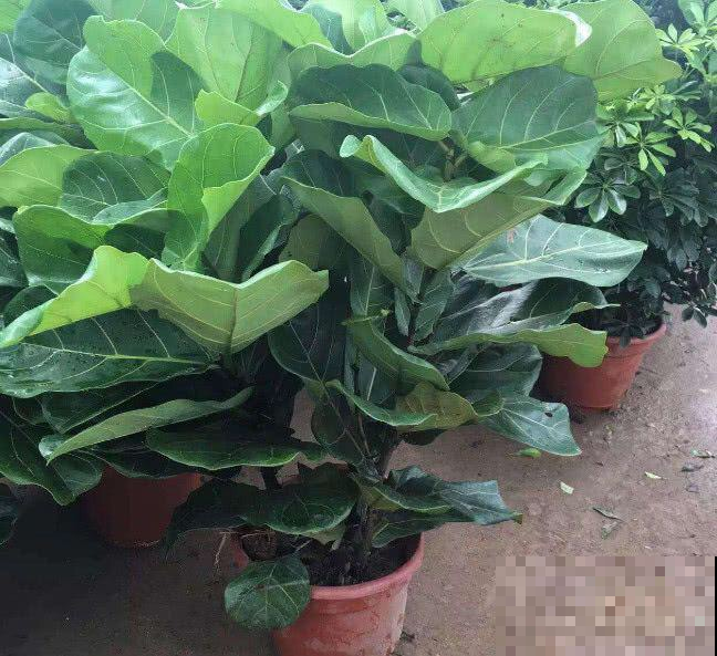 花养不好，那是方法不对，土壤用错了，施再多肥料都白搭！