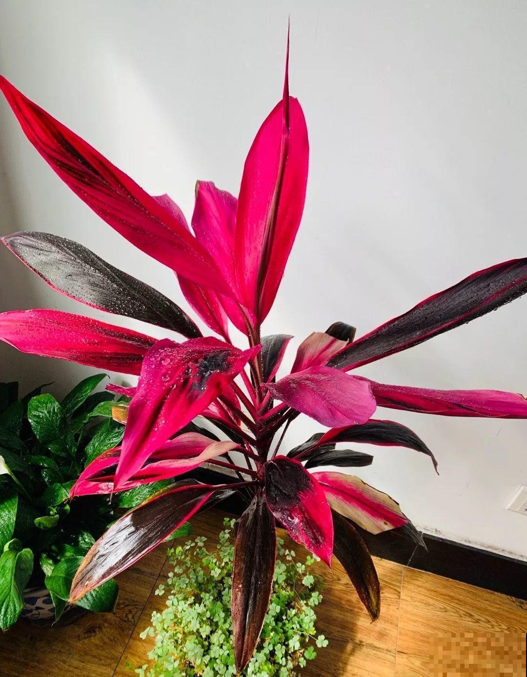 这种富贵竹，花像是荷花一样好看，一开就是2个月！