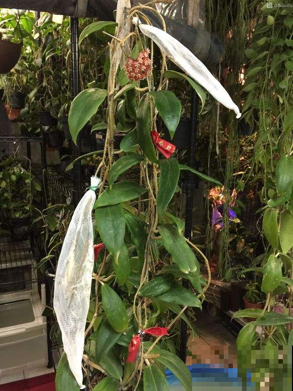 球兰开花都见过，可它的种子却少有人见，非常神奇！