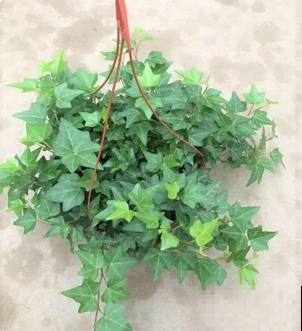 这5种花，专吸二手烟，喷喷水叶子油绿又茂盛！