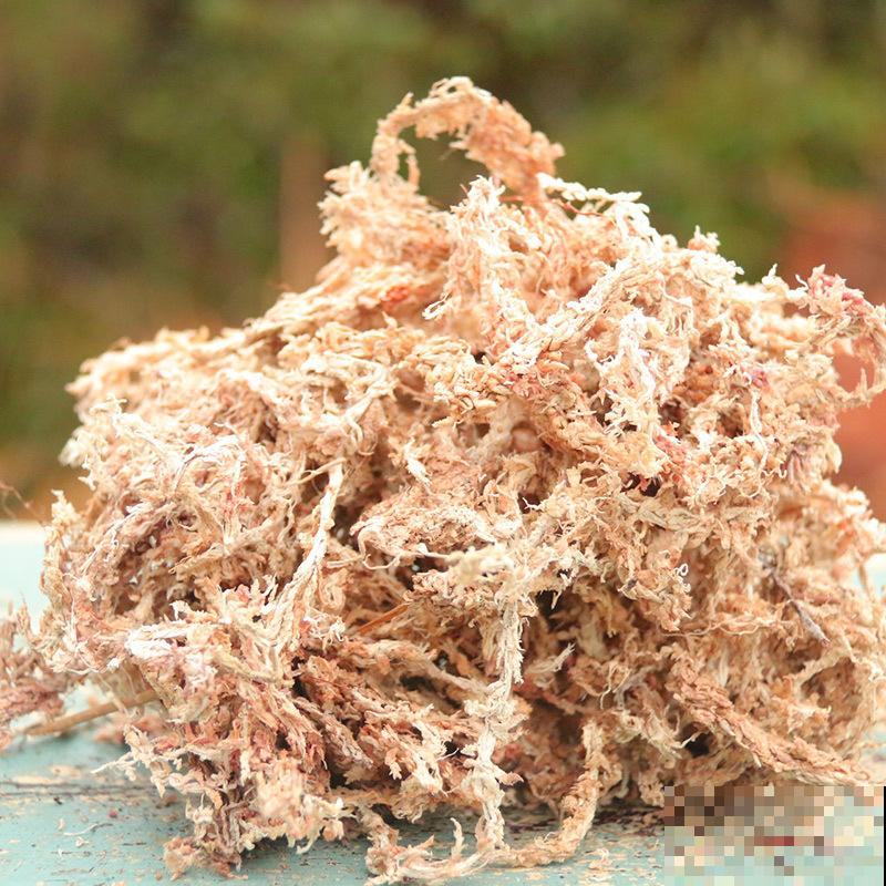 扦插还在用沙子生根水？别瞎忙活了，用点这东西呼呼发白根！