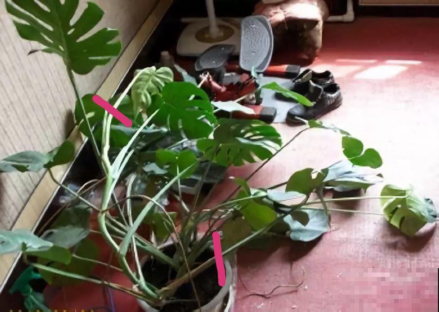 龟背竹盆里插个它，个子能长2米高，叶片油亮不倒伏！